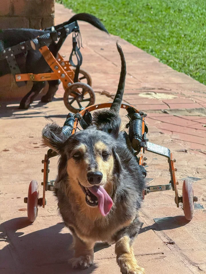Cão com cadeirinha de rodas na área externa do hotel