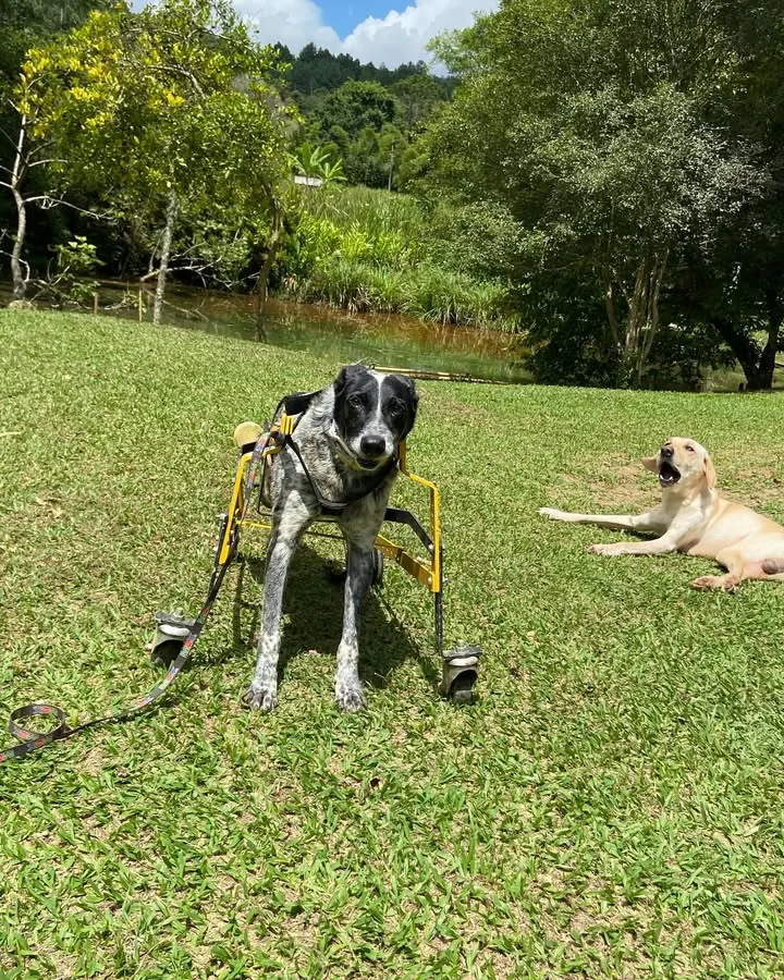 Cão com cadeirinha amarela no gramado, perto de outro cão