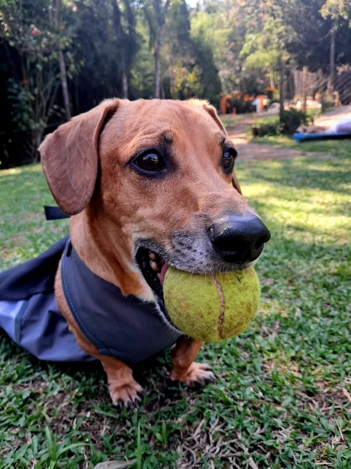 Cão com uma bolinha na boca no gramado