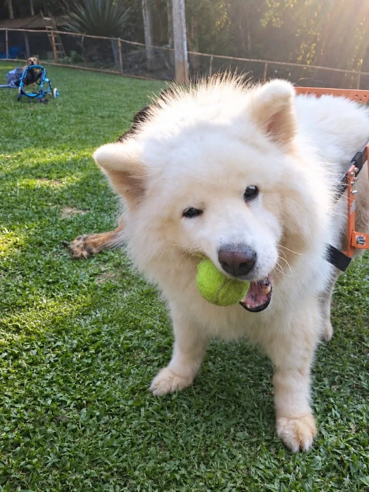 Cão branco com bolinha e suporte de mobilidade no gramado