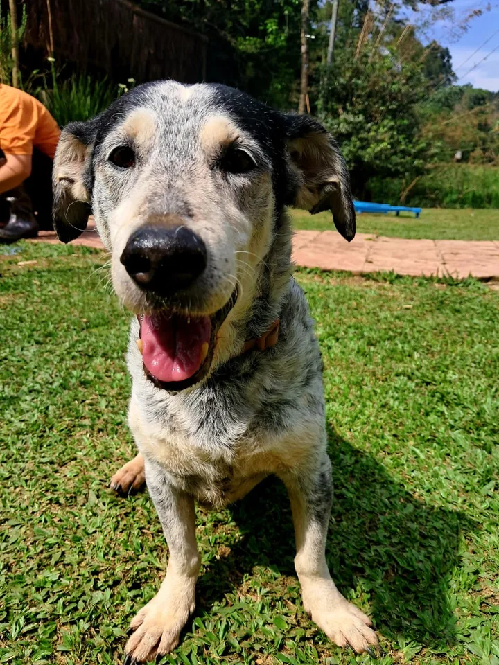 Cão de pelagem grisalha na área verde do hotel