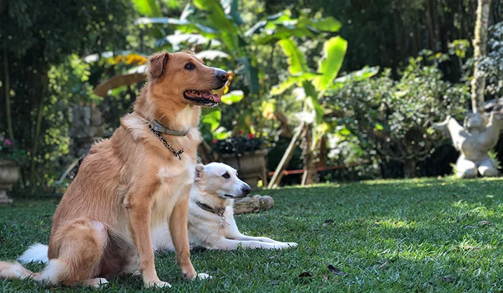 Dois cães juntos no gramado do hotel