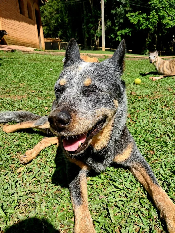 Cão descansando no gramado do Lord Negão