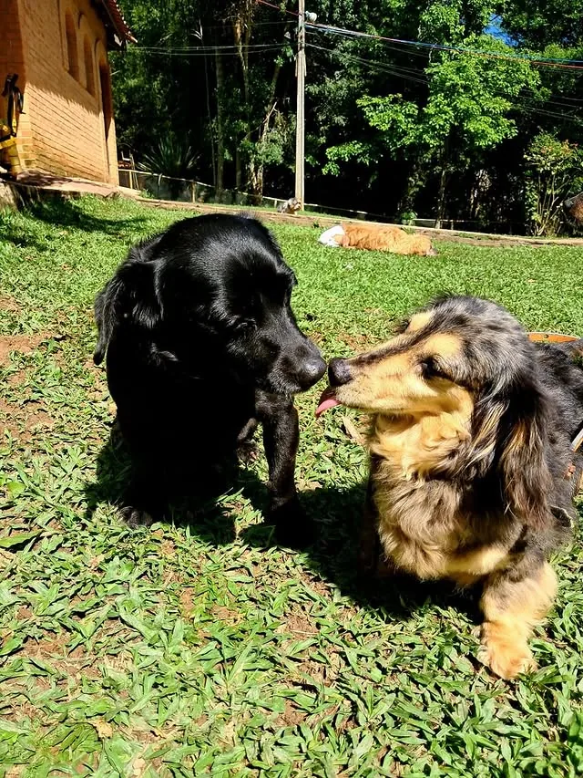 Dois cães juntos na área verde do hotel