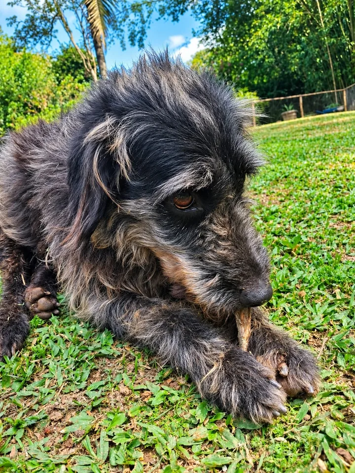 Cão deitado na área externa do hotel