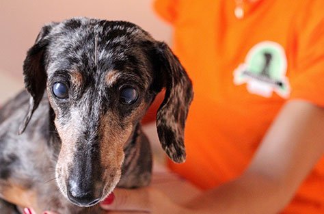 Cão acolhido no colo por integrante da equipe do Lord Negão