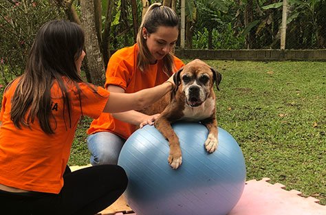 Equipe auxiliando um cão em exercício sobre uma bola de fisioterapia