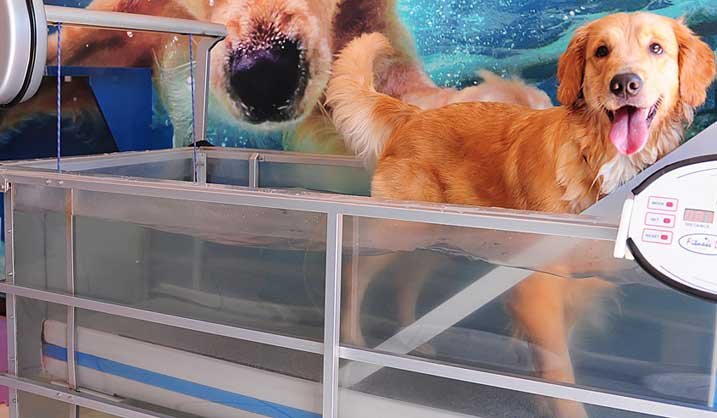 Cão em uma hidroesteira com água